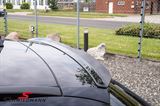 SPCF11-MD  Maxton Design roof spoiler, glossy black